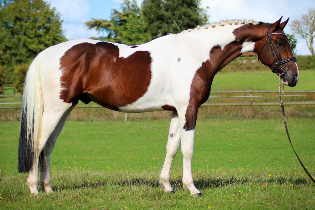 Far West de la Violle - ph. coll. privée