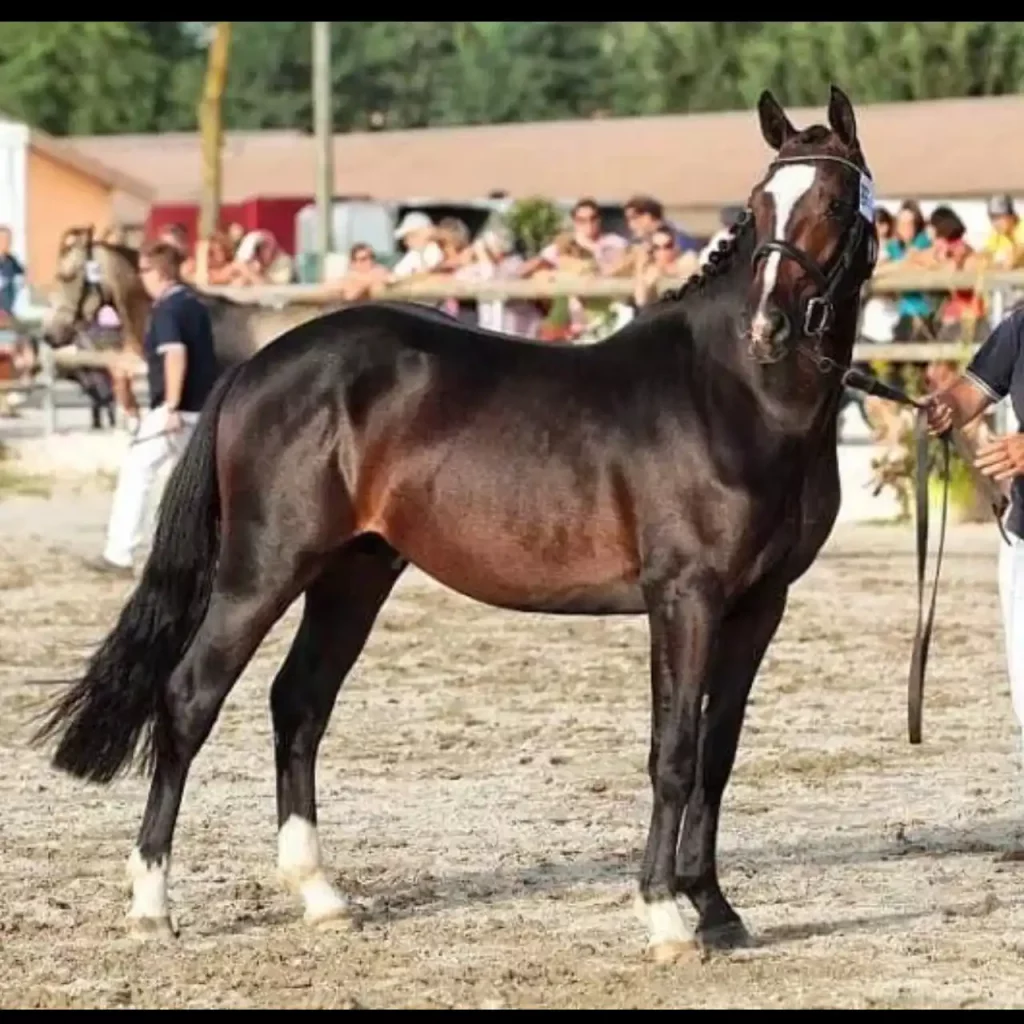 Bamby de la Tour - ph. coll. privée